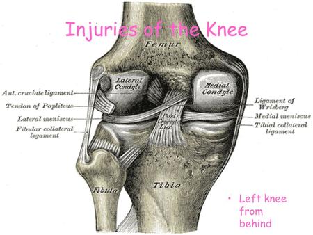 Injuries of the Knee Left knee from behind.