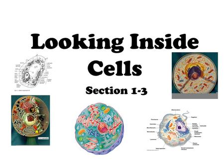 Looking Inside Cells Section 1-3.