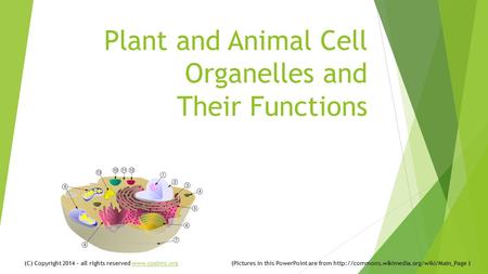 Plant and Animal Cell Organelles and Their Functions