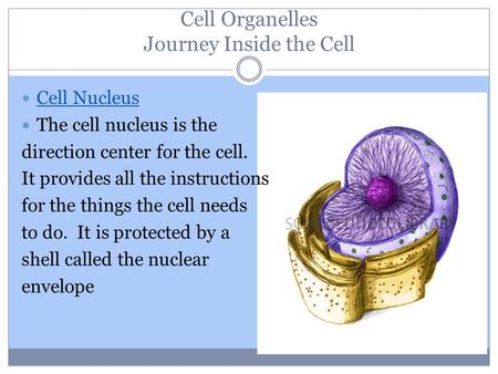 Cell Organelles Journey Inside the Cell