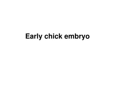 Early chick embryo.