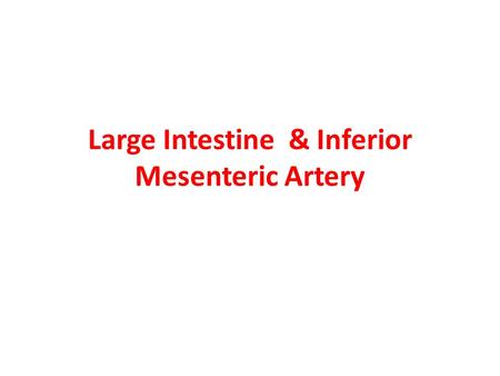Large Intestine & Inferior Mesenteric Artery